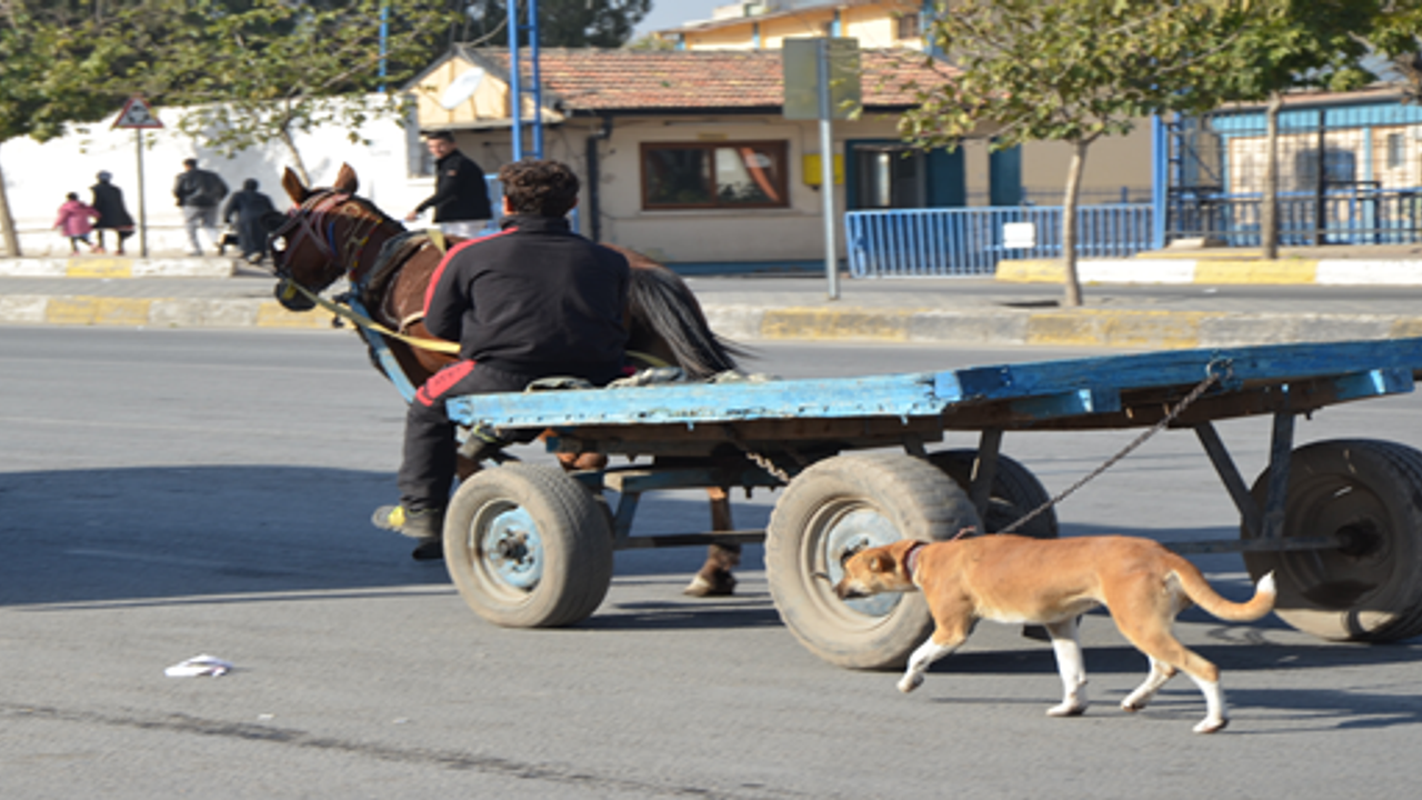 Urfa'daki manzara tepkilere yol açtı