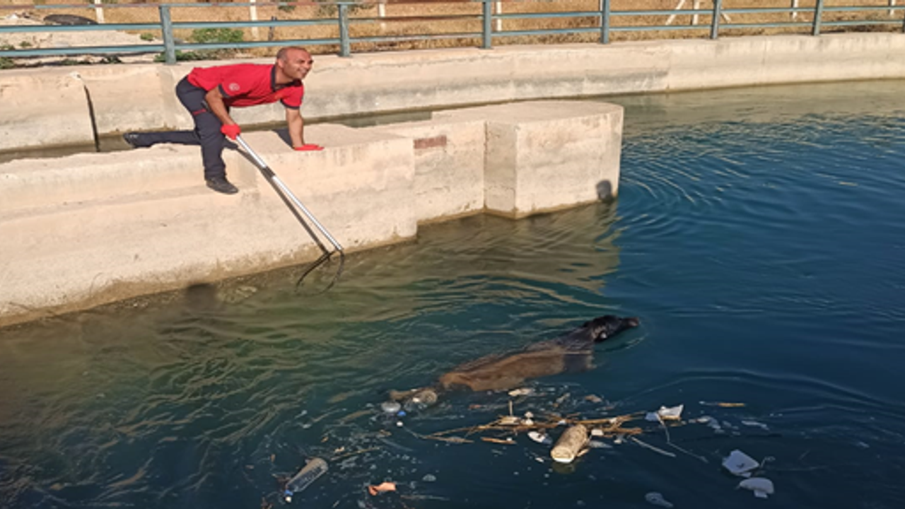 Şanlıurfa'da sulama kanalına düşen köpek kurtarıldı