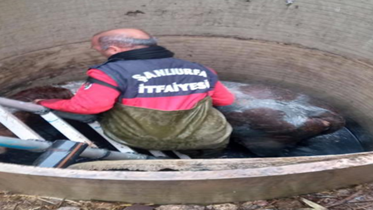 Suruç’ta su kanalına düşen inek kurtarıldı