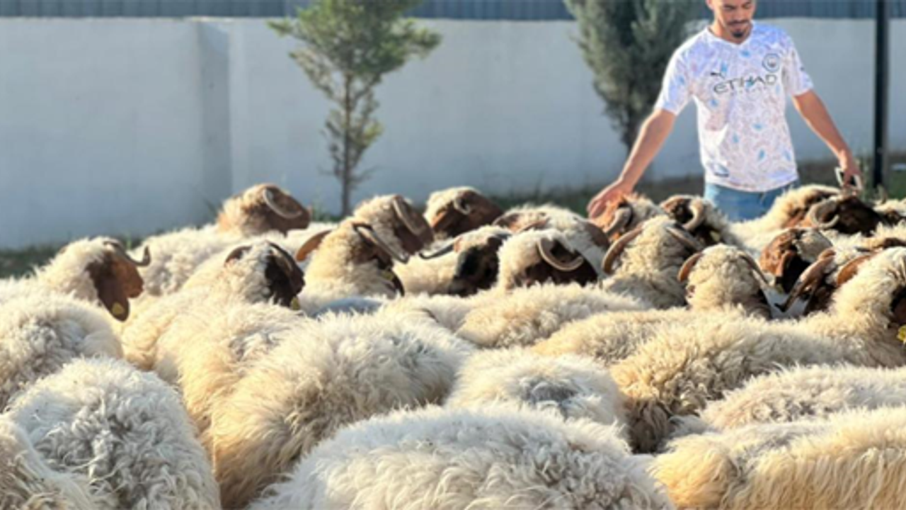 Eyyübiye Belediyesi ihtiyaç Sahipleri İçin 85 Kurban Kesti