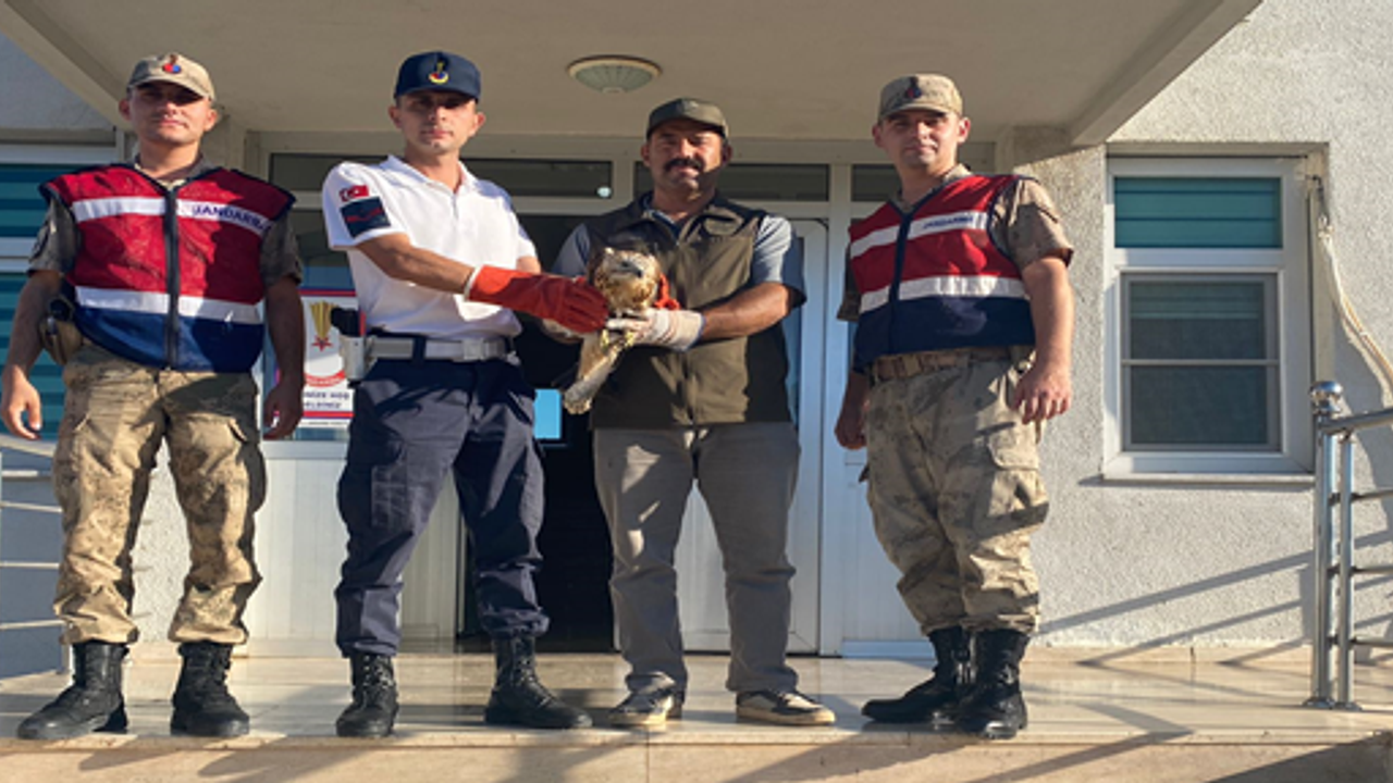 Halfeti'de yaralı bulunan kızıl şahin tedavi altına alındı