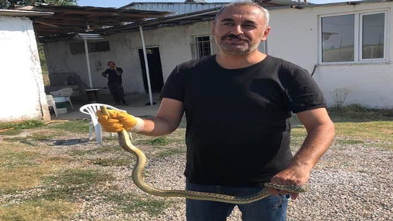 Mutfağa giren yılan paniğe neden oldu