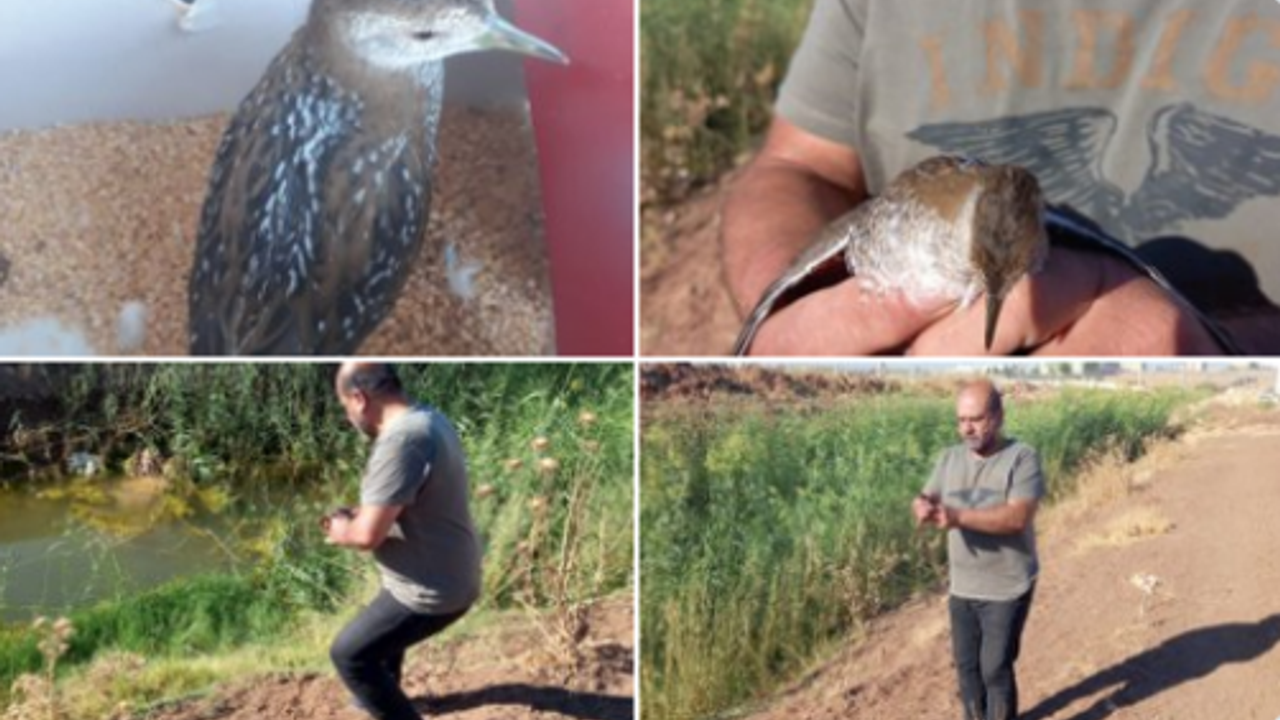 Güçten düşmüş halde bulundu! Urfa'da tedavi altına alındı!