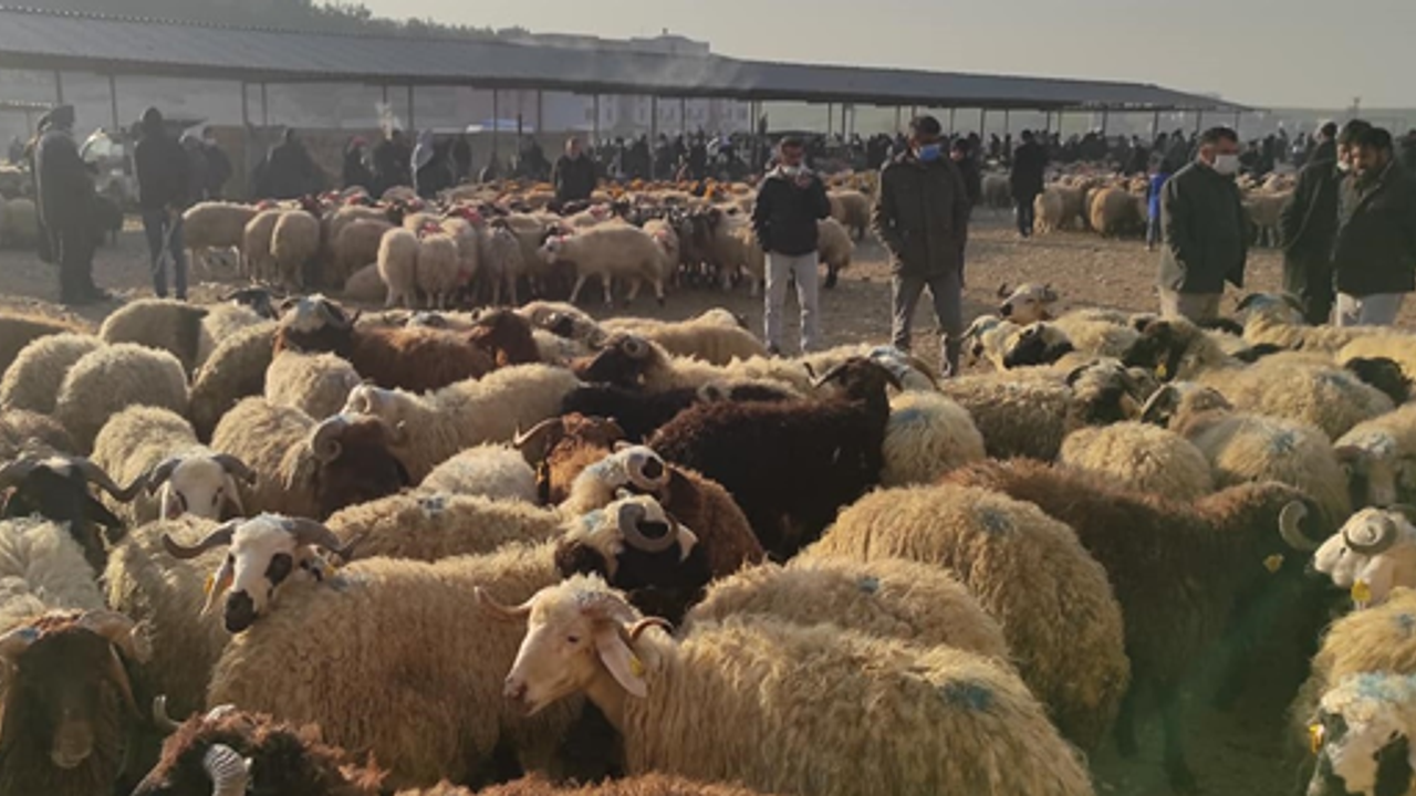 Eyyübiye'de bulunan hayvan pazarı kapatıldı