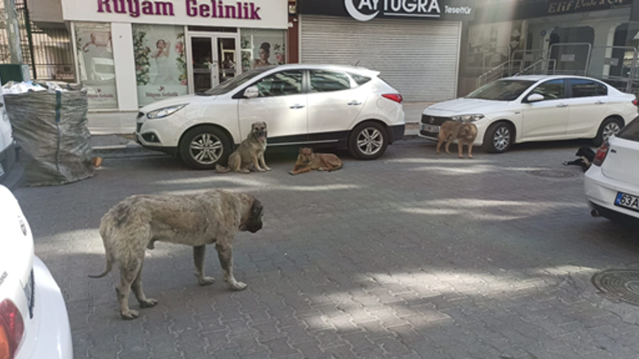 Urfa sokaklarda korkutan görüntüler