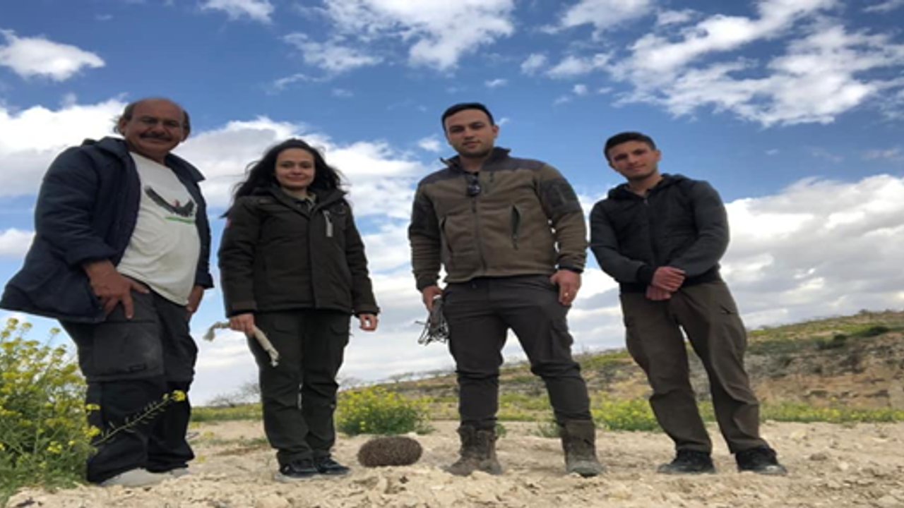 Birecik’te "uzun kulaklı çöl kirpisi" tedavi sonrası doğaya bırakıldı