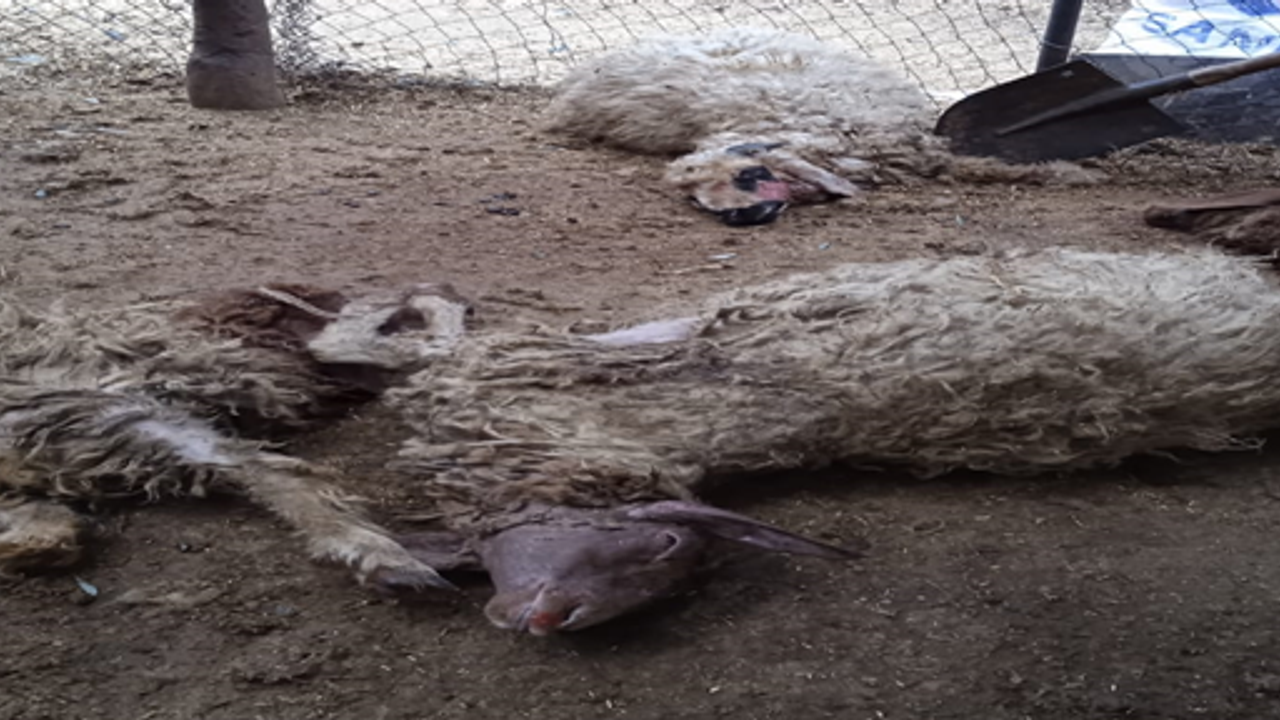 Haliiiye'de Başıboş köpekler bu defe koyunlara saldırdı