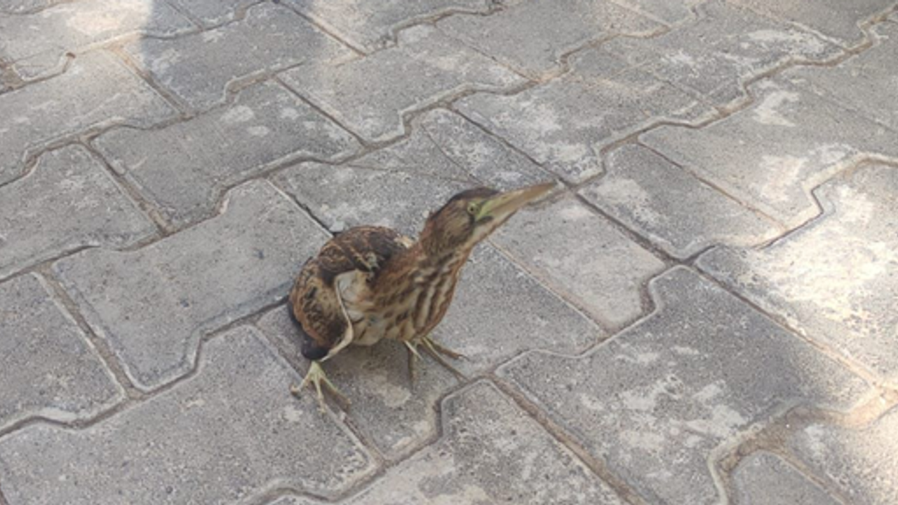 Şanlıurfa'da yaralı balaban kuşu tedavi altına alındı
