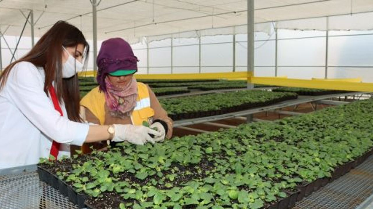 Büyükşehir'den her mevsim için çiçek