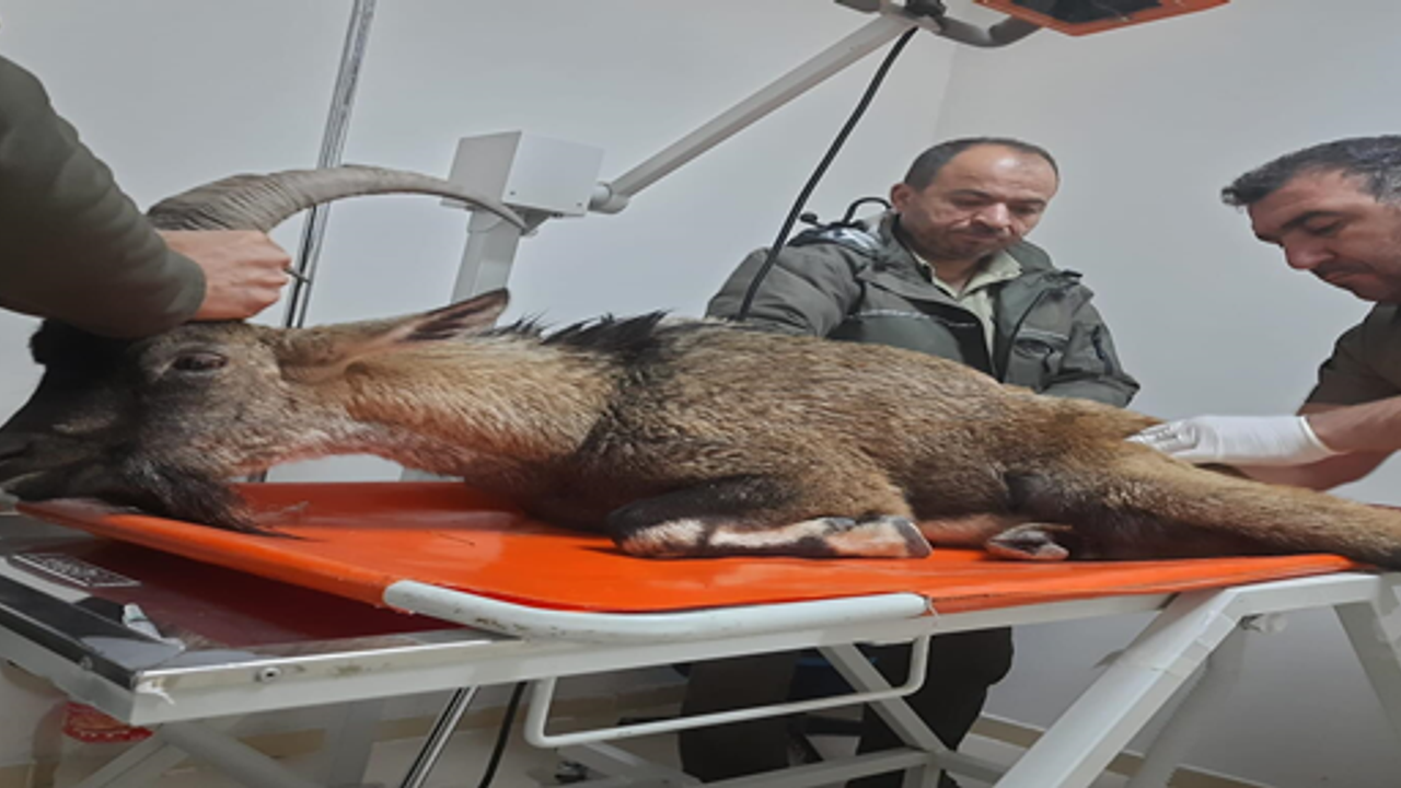 Dağ keçesi Şanlıurfa’da tedavi altına alındı
