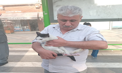 Ayağı kesilen kedi Büyükşehir ile hayata tutundu
