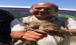 Bıldırcın kılavuzu tedavisinin ardında doğaya bırakıldı