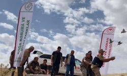 Şanlıurfa’da kınalı keklikler doğaya salındı
