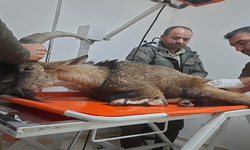Dağ keçesi Şanlıurfa’da tedavi altına alındı