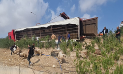 Şanlıurfa’da virajı alamayan hayvan yüklü tır devrildi, 80 hayvan telef oldu