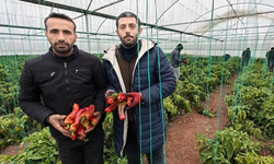 Eyyübiye’de kışlık isotlar toplanıyor