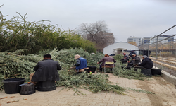 Şanlıurfa’da 100 bin adat zeytin fidesi üretilecek