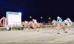 Arap atları Şanlıurfa ekonomisine katkı sağlıyor
