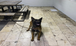 Şanlıurfa’da K-9 Kurt Köpeği hırsızları yakalandı