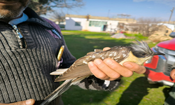 Şanlıurfa’da Tepeli Guguk kuşu tedavinin ardından doğaya bırakıldı
