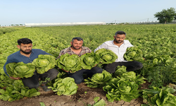 Tarlada fiyat farklı, pazarda farklı