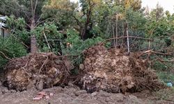 Şanlıurfa’da fıstık ağaçları kökünden söküldü