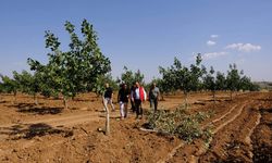 Şanlıurfalı çiftçilerin zararı karşılanacak