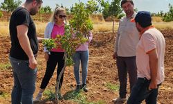 Şanlıurfa’da fıstık ağaçlarında görülen renk değişimlerine dikkat