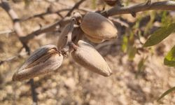 Badem ağaçlarında görülen hastalık için çalışma başlatıldı