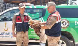 Şanlıurfa'da yaralı halde Kızıl Şahin bulundu