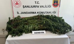 Suruç’ta Jandarma ekipleri tarafından uyuşturucu operasyonu