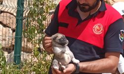 Şanlıurfa’da yavru köpek kurtarıldı