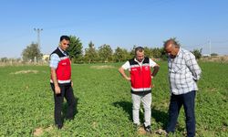 Şanlıurfa’da yem ekim alanı genişliyor