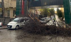 Şanlıurfa'da yağmur ve fırtına etkili oldu