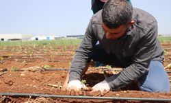 Şanlıurfa Büyükşehir Belediyesi, Ata Tohumlarını Toprakla Buluşturdu