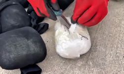 Şanlıurfa’da Zehir Tacirine Suçüstü! 5 Kilo Metamfetaminle Yakalandı