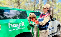 Şanlıurfa’da Yaralı Kartal Bulundu