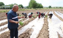 Şanlıurfa’nın Eşsiz Lezzeti Birecik Patlıcanı Yeniden Ekildi