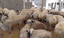 Şanlıurfa'da Kuraklık Kurban Pazarını Vurdu: Alıcı Yok, Pazarlar Boş Kaldı