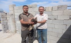 Bozova’da Yaralı Arı Şahin Tedavi Altına Alındı
