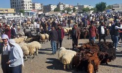 Viranşehir Hayvan Pazarı Bayram Öncesi Dolup Taşıyor!
