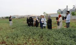 Büyükşehir’den Emekli Kadınlara Yönelik “Süs Bitkisi Yetiştiriciliği Eğitimi”