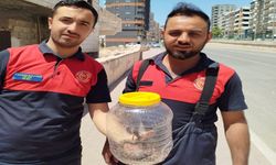 Karaköprü’de Yılan Paniği