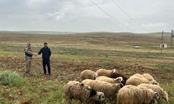 Şanlıurfa’da Hayvan Hırsızlığı: Jandarma'dan Büyük Başarı