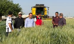 Suriyelilerle Yayıldı, Şanlıurfa'da Üretim Patladı: İşte Firik Gerçeği