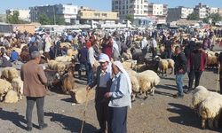Bayrama Sayılı Günler Kala Şanlıurfa’da Hayvan Pazarlarında Yoğunluk