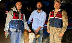 Şanlıurfa'da Büyükbaş Hayvanları Çalan Şahıs Yakalandı