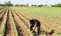 Şanlıurfa’da “Beyaz Altın” Umudu: Pamukta Hedef Yüksek Rekolte