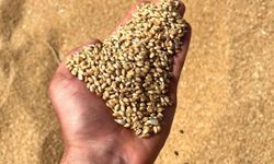 Şanlıurfa Buğdayında Tarihi Rekor: Kilogramı 14 TL’ye Ulaştı!