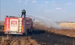 Viranşehir'de 170 dönüm kül oldu